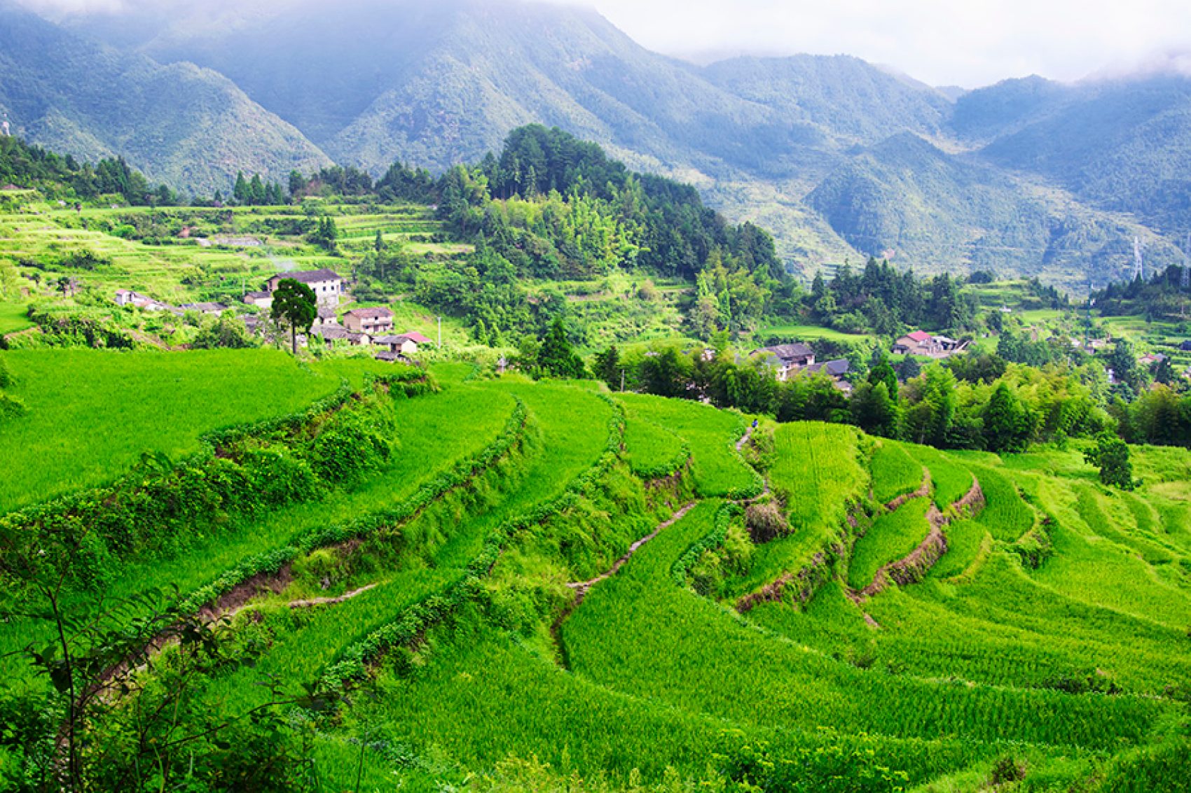 Wide shot of Yunhe Rice Terraces with trees and mountains in the distance.