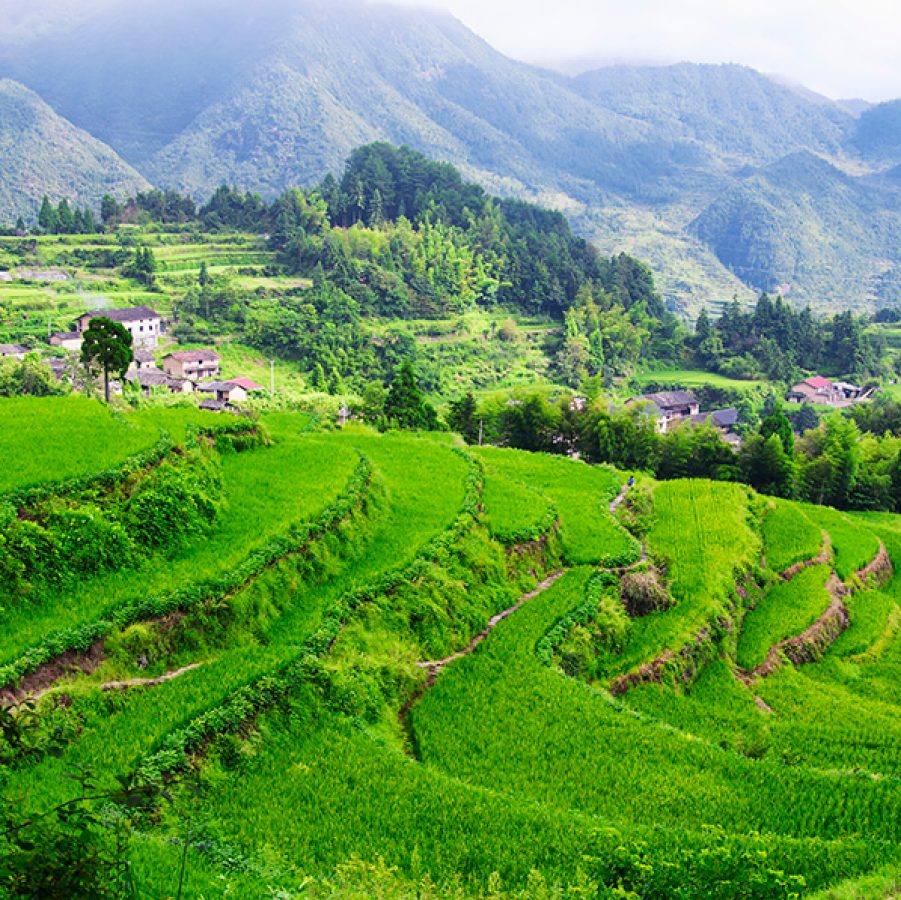 Wide shot of Yunhe Rice Terraces with trees and mountains in the distance.