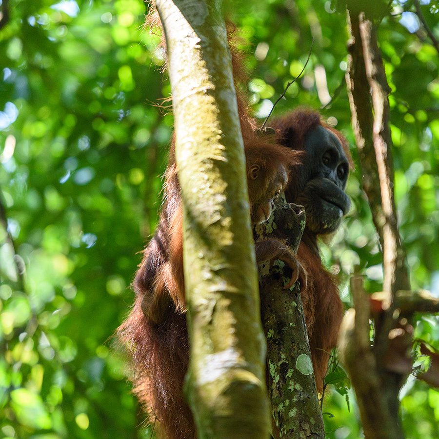 Two monkeys in a tree. 