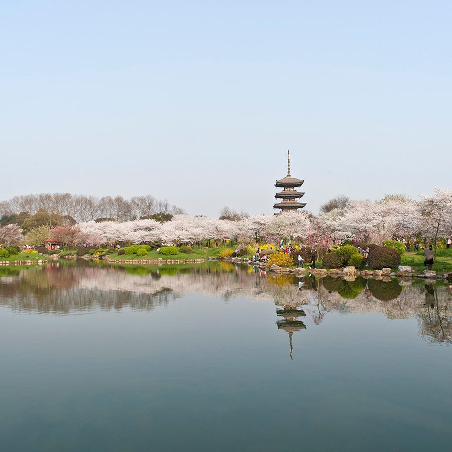 A lake at Wuhan University surrounded by cherry blossoms. 