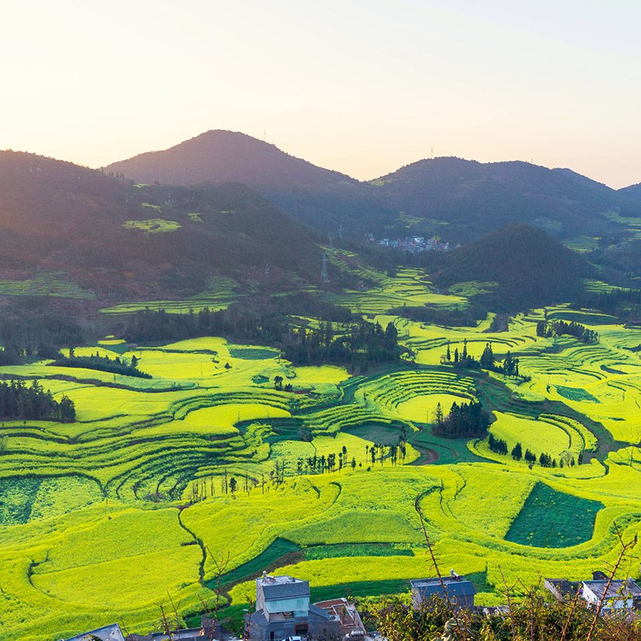 Aerial shot of mountains and fields of canola flowers in Yunnan’s Luoping county. 