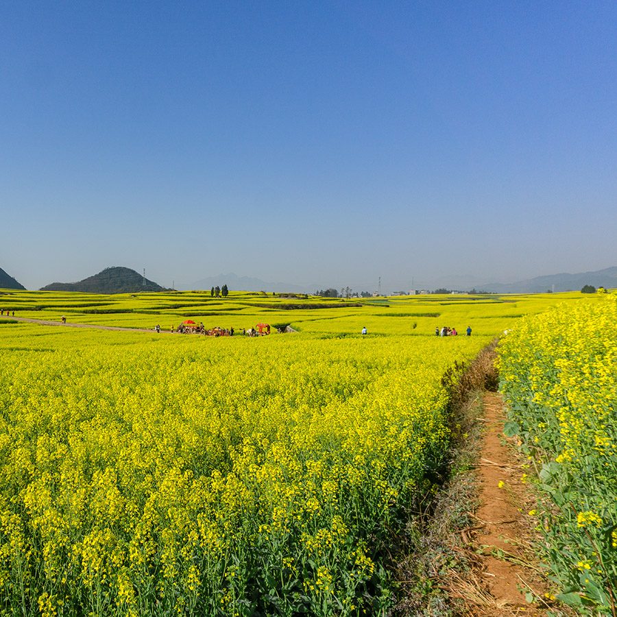 A field of canola flowers in Yunnan’s Luoping county.