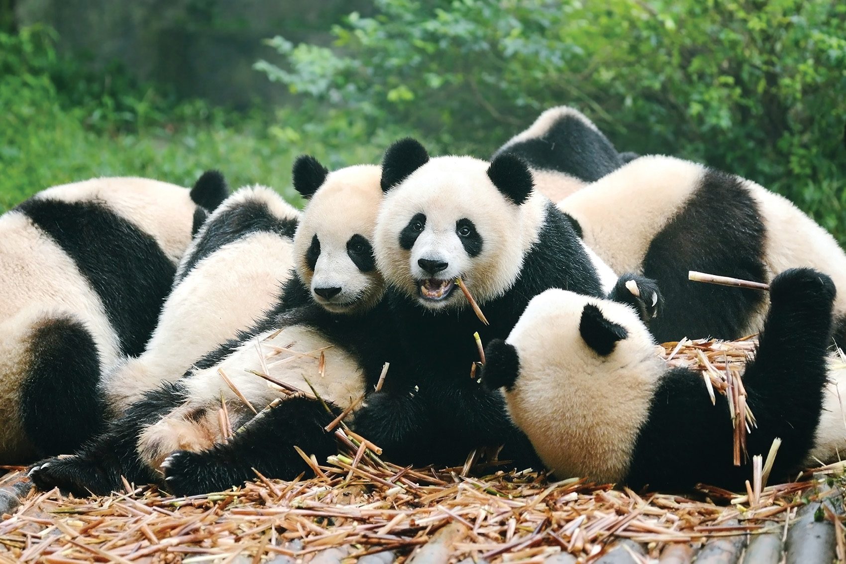 Group of pandas lying on a bed of straw
