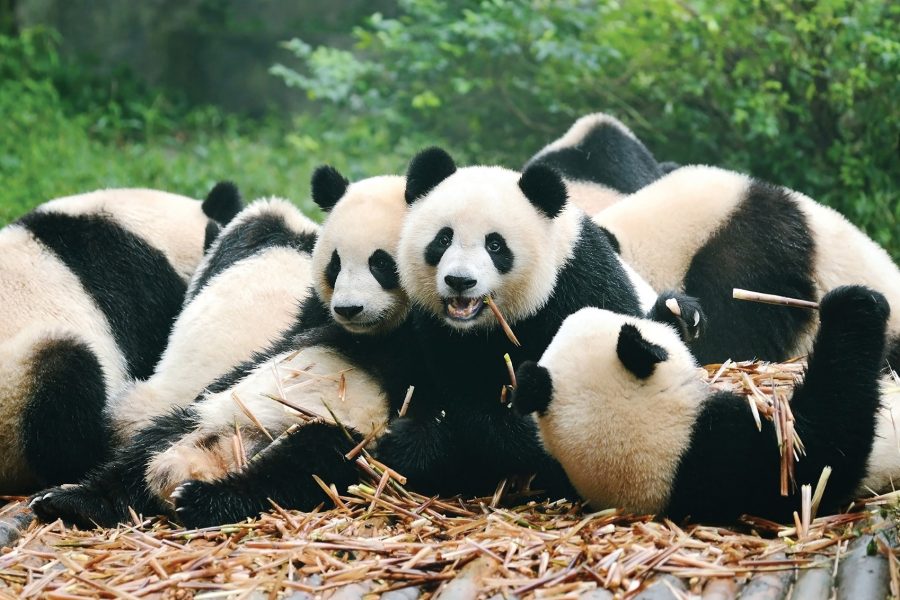 Group of pandas lying on a bed of straw