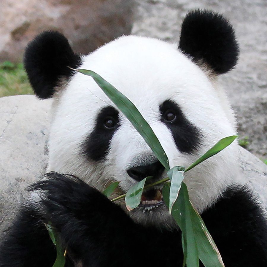 Panda eating foliage as it stares into the camera