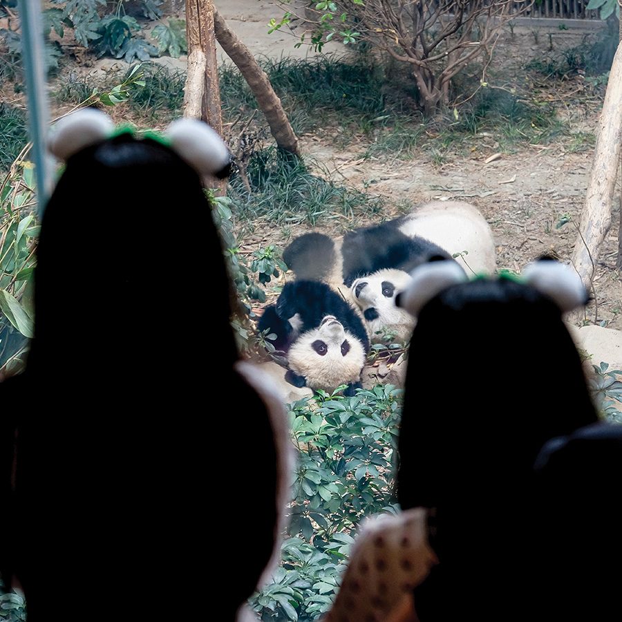 Two girls wearing panda ears watch pandas through the glass