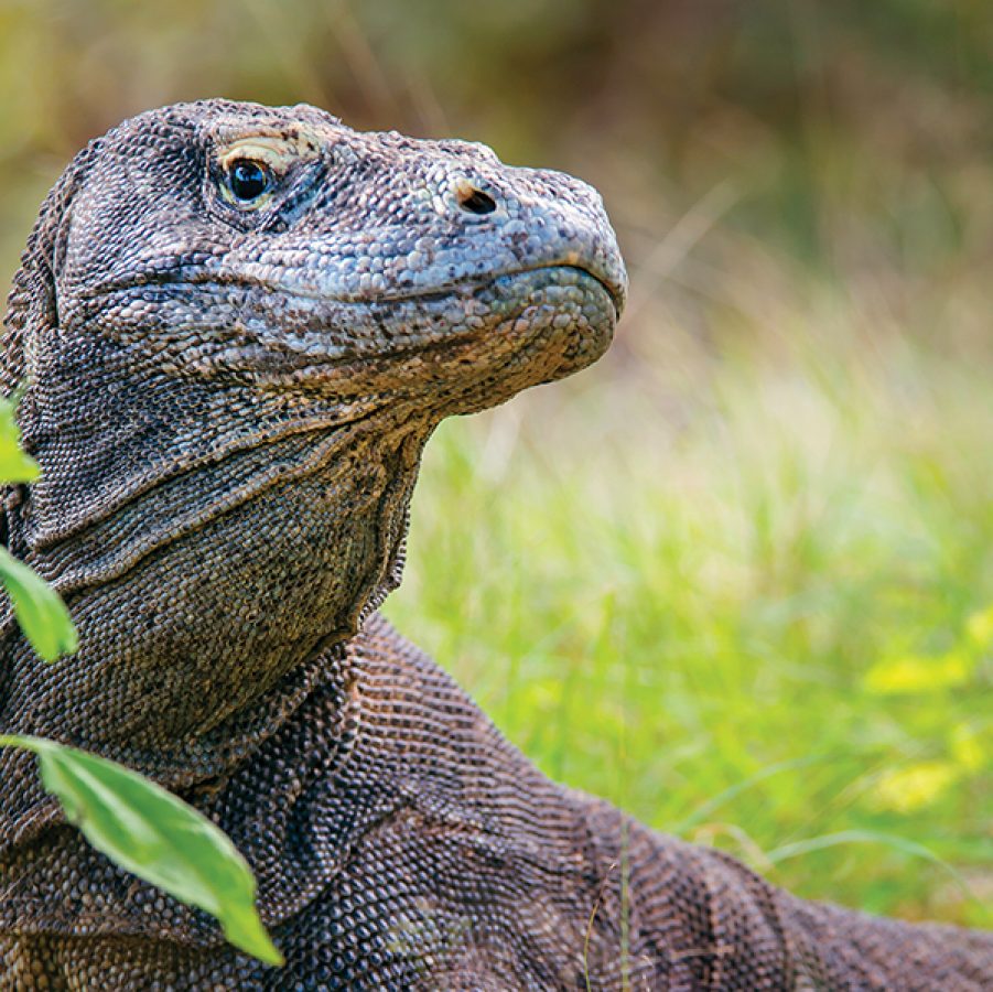 Komodo Dragon