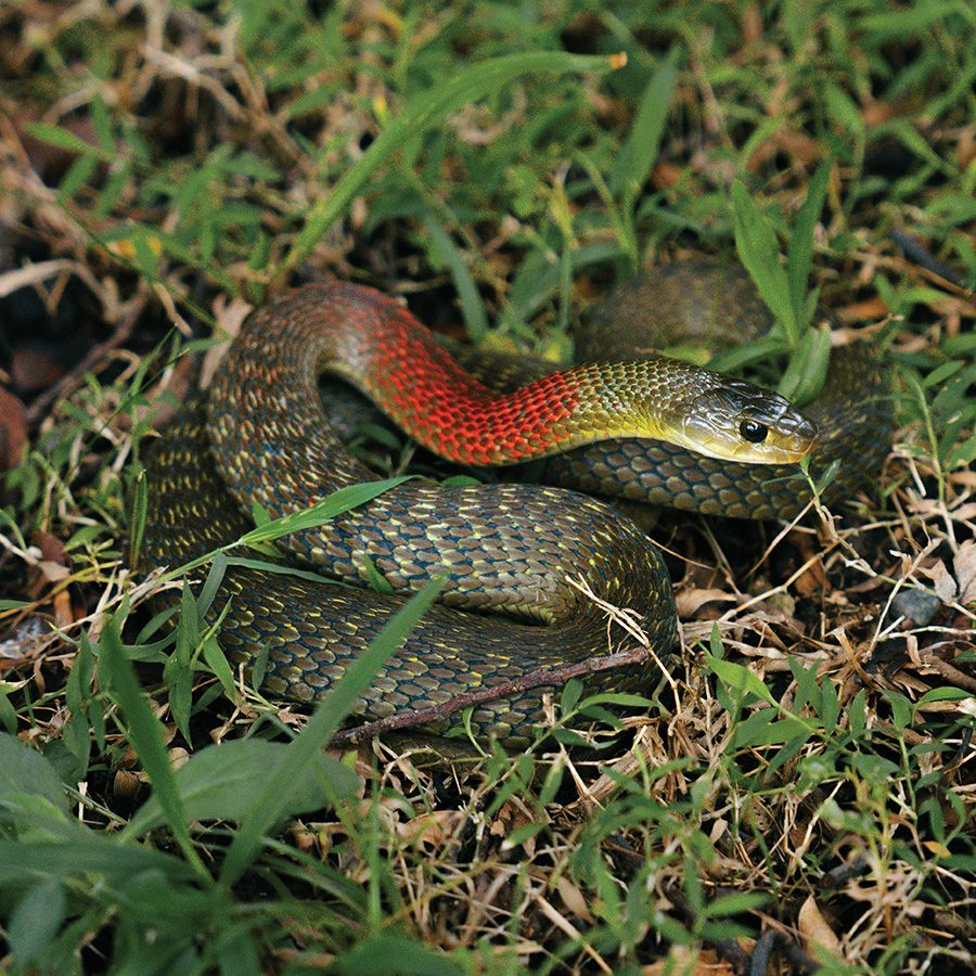 A snake in the grass.