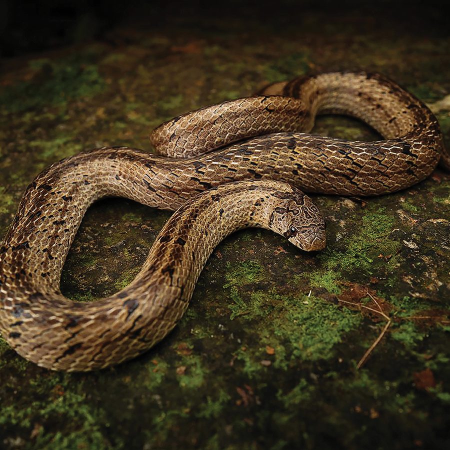 A snake on the ground.