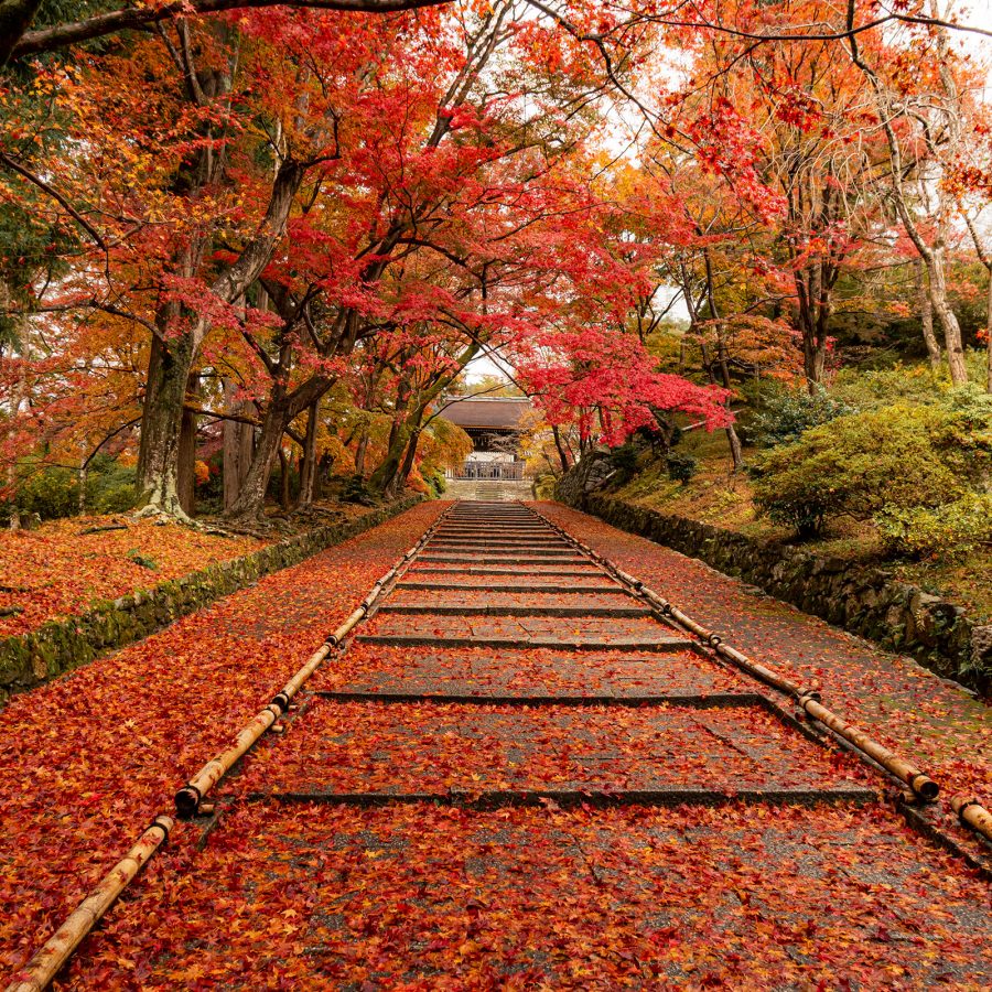 A shot of red and orange autumn leaves on trees and fallen on the ground in Kyoto