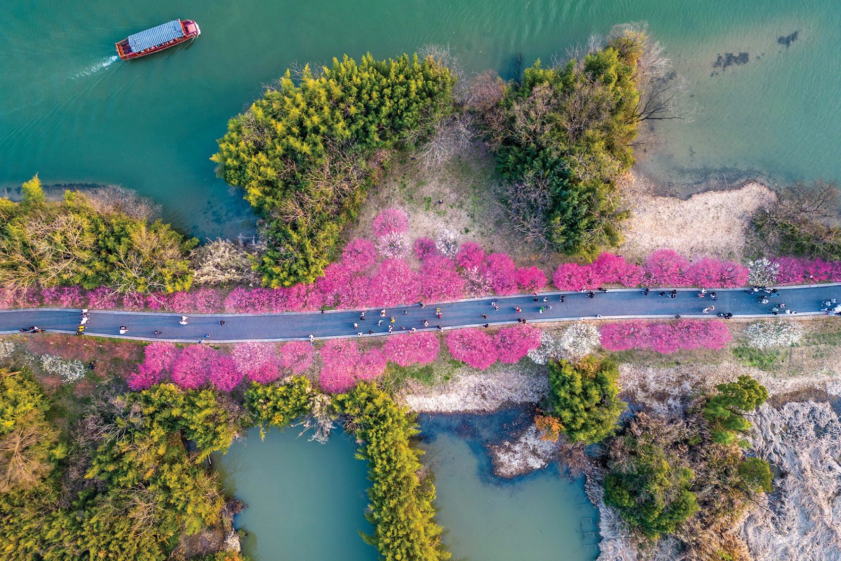 An aerial view of people walking along a path lined with pink blossom trees and surrounded by ponds, at Xixi National Wetland Park.