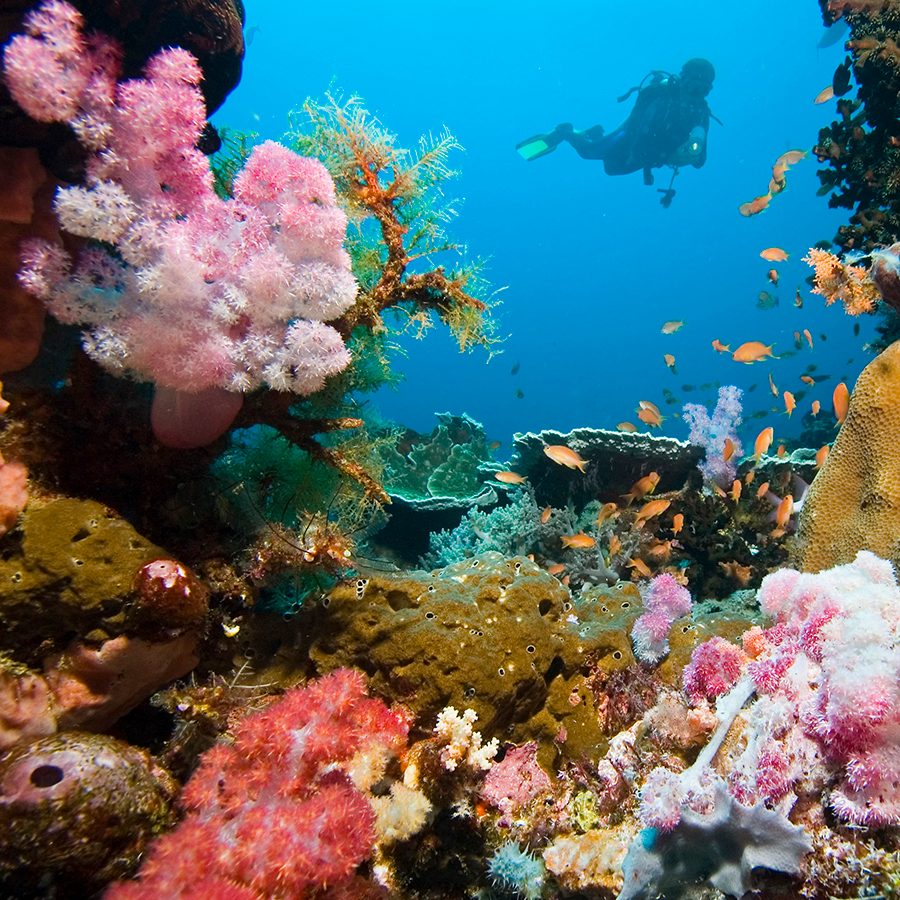 Scuba diver looking at pink-toned coral from a distance underwater.