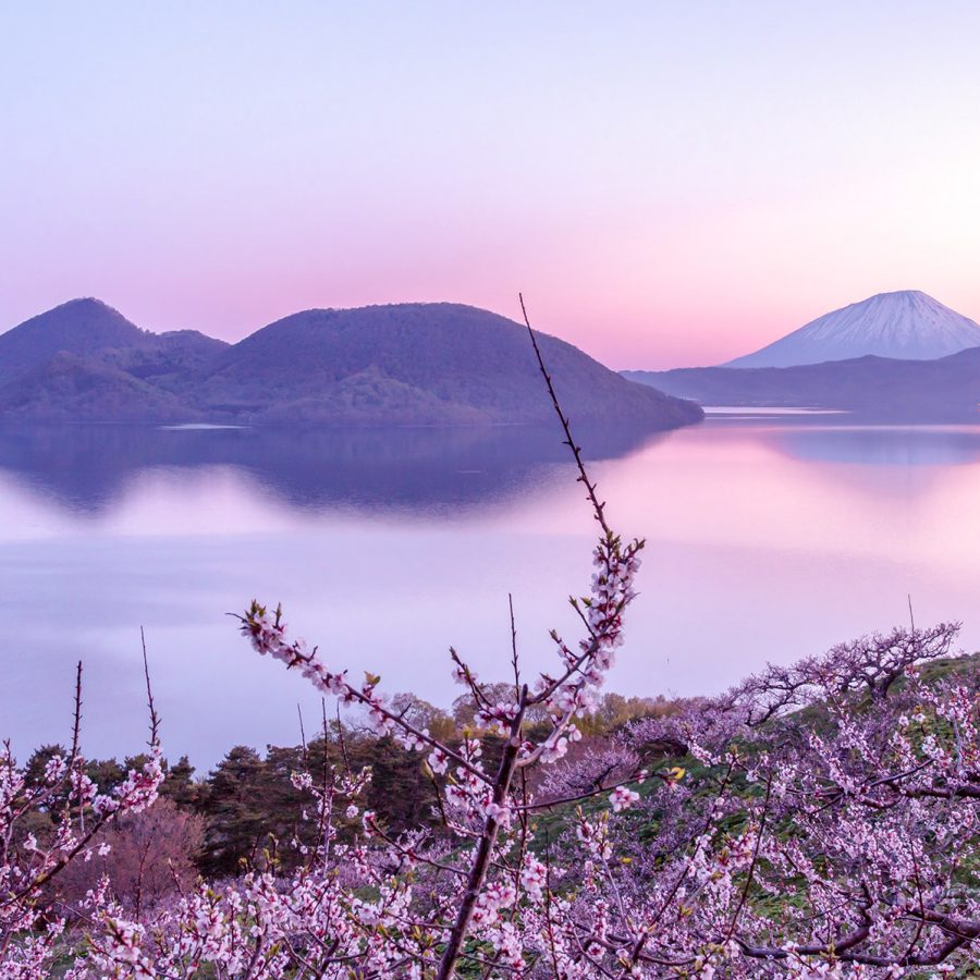 A view of cherry blossom trees with a view of misty clouds, pink and purple sky and mountains in the background.