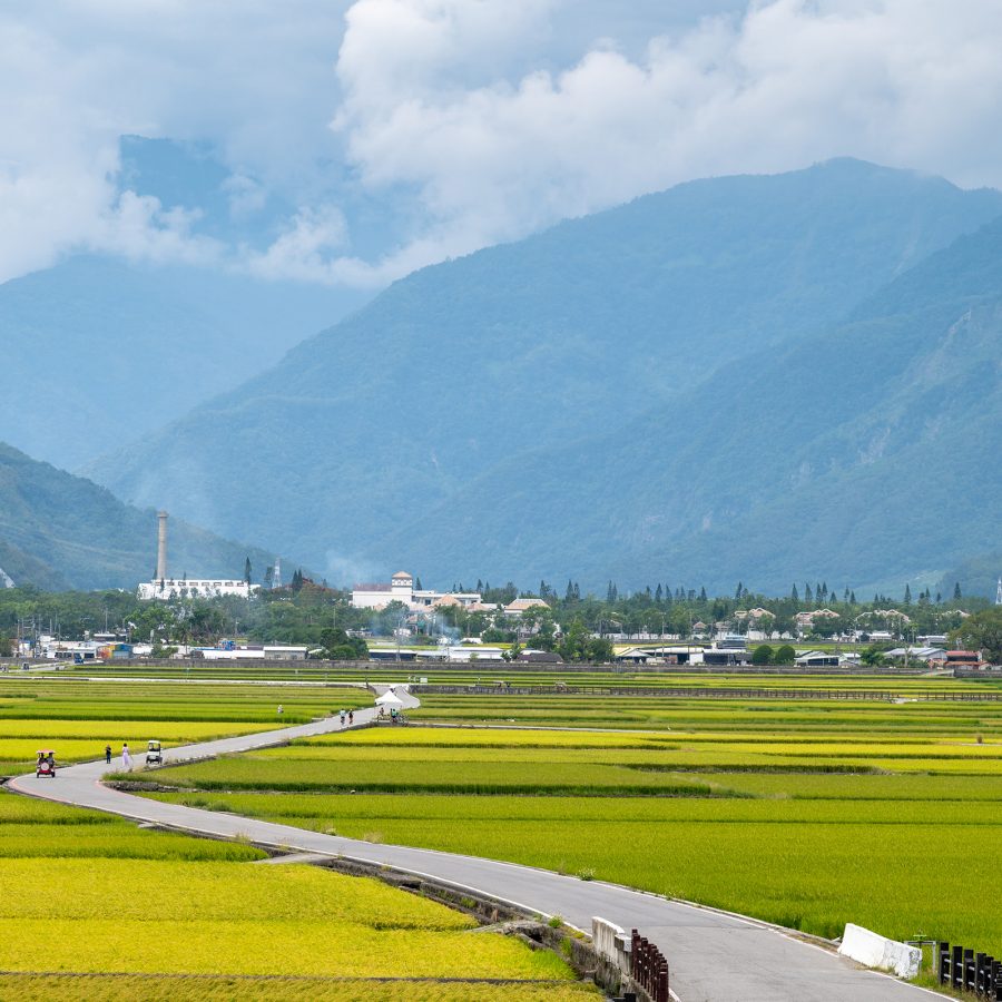 A winding road in the middle of green fields and yellow paddies in Taitung, with mountains in the distance.