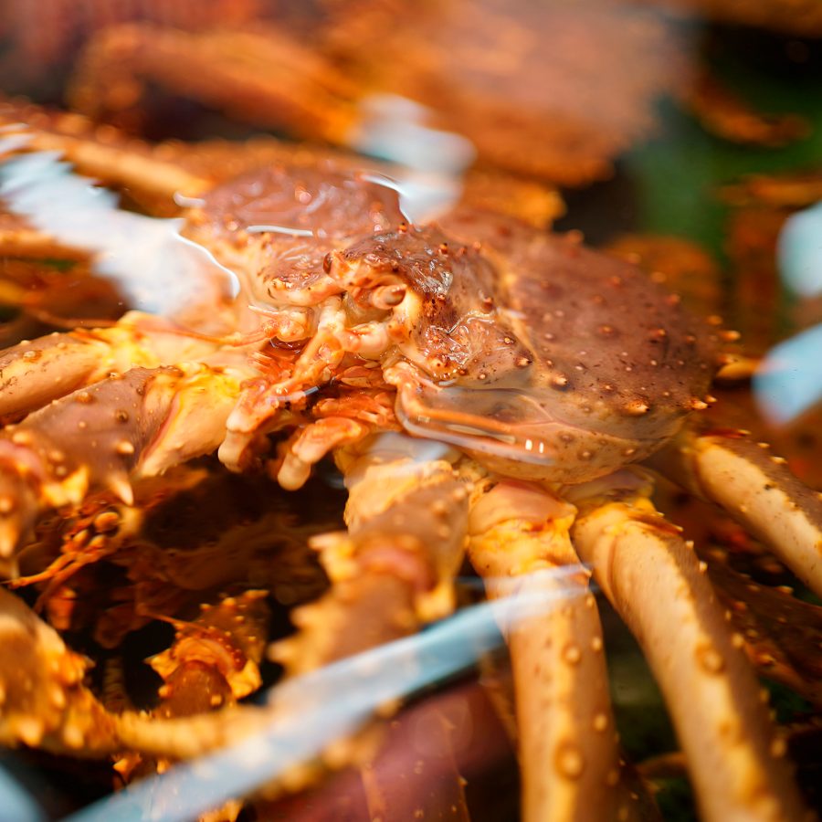 A crab pokes its head out of the water at a seafood market. Crab, among other seafood, is on offer at Sapporo Central Wholesale Curb Market. 