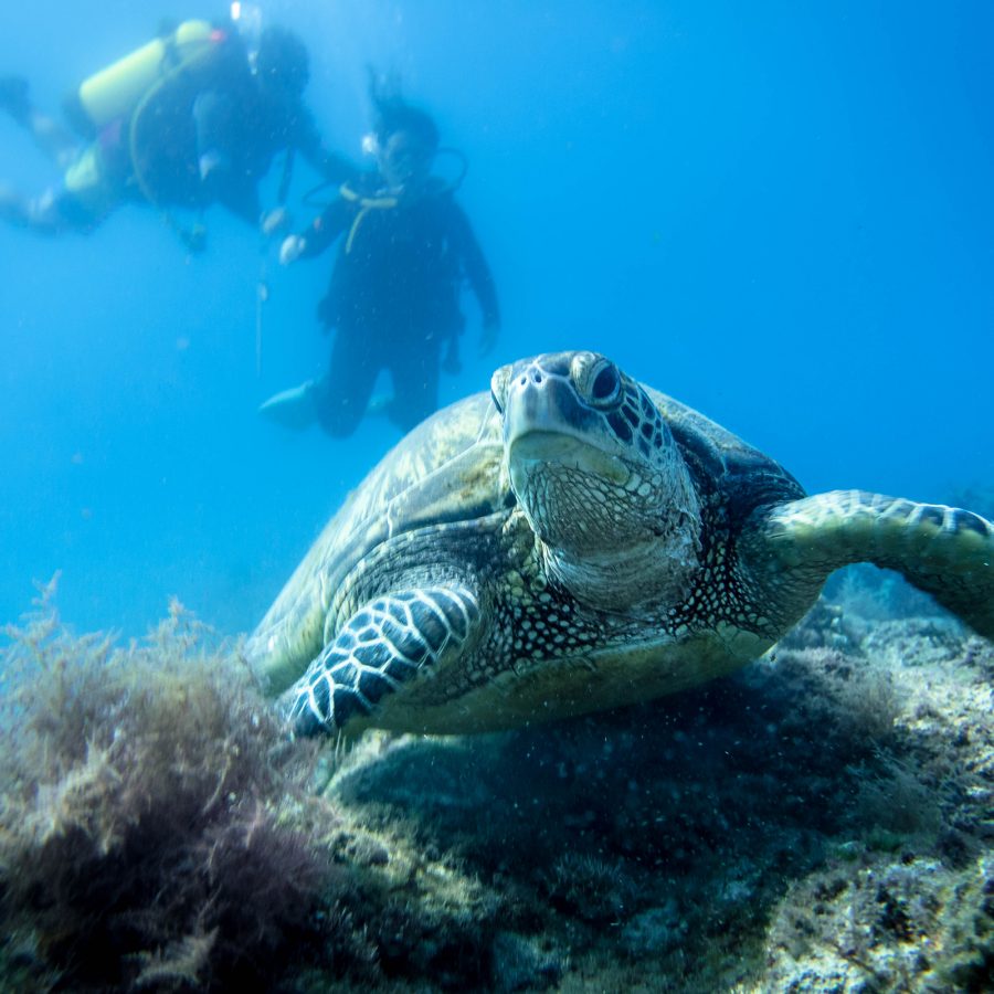 A turtle swims underwater while two people snorkel in the background.