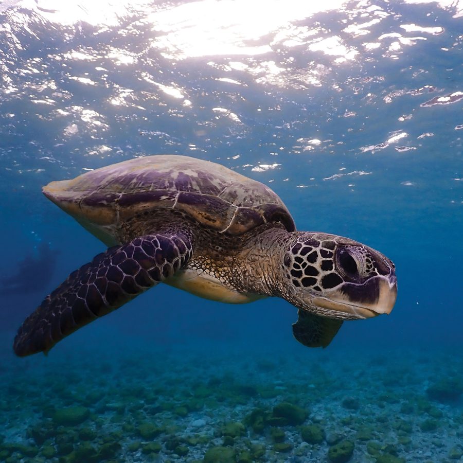 A close-up of a sea turtle swimming underwater