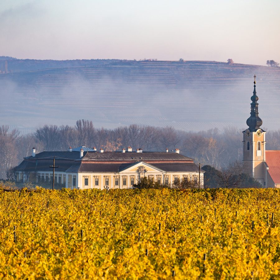 A landscape view of the castle Schloss Gobelsburg surrounded by a golden vineyard, on a misty morning at Domaene Gobelsburg winery in Danube, Austria. 