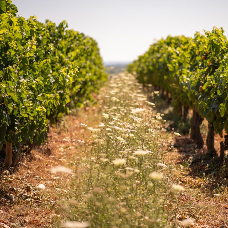 A path of wildflowers separates two rows of grape vines at Château de Haute-Serre in Côtes du Lot, France.