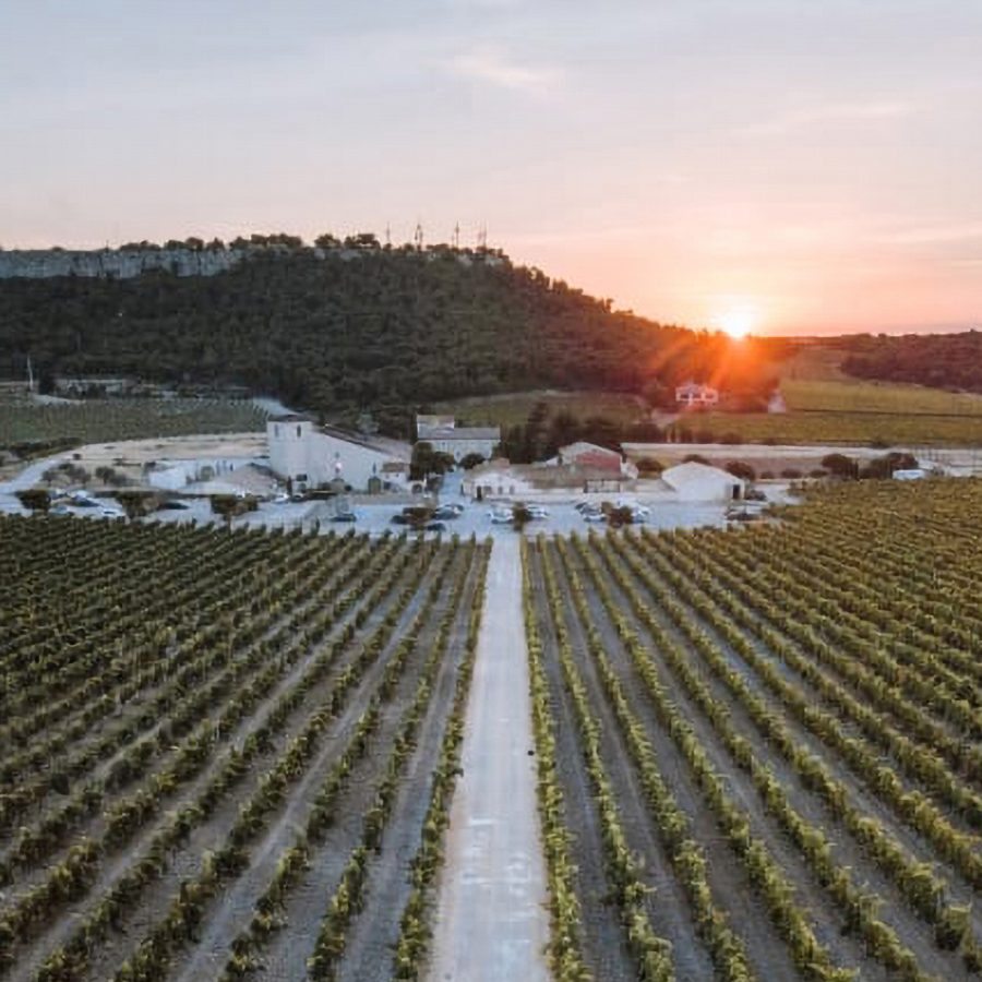 A wide view of the sun rising over rows of grape vines at Château l'Hospitalet in La Clape, France.