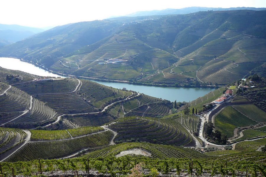 A wide aerial view of green hills covered in rows of grape vines at the Quinta do Crasto estate in Douro Valley, Portugal.
