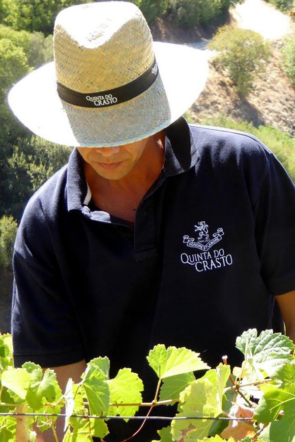 A person wearing a sunhat examines grapes on a vine at the Quinta do Crasto estate, Portugal. 