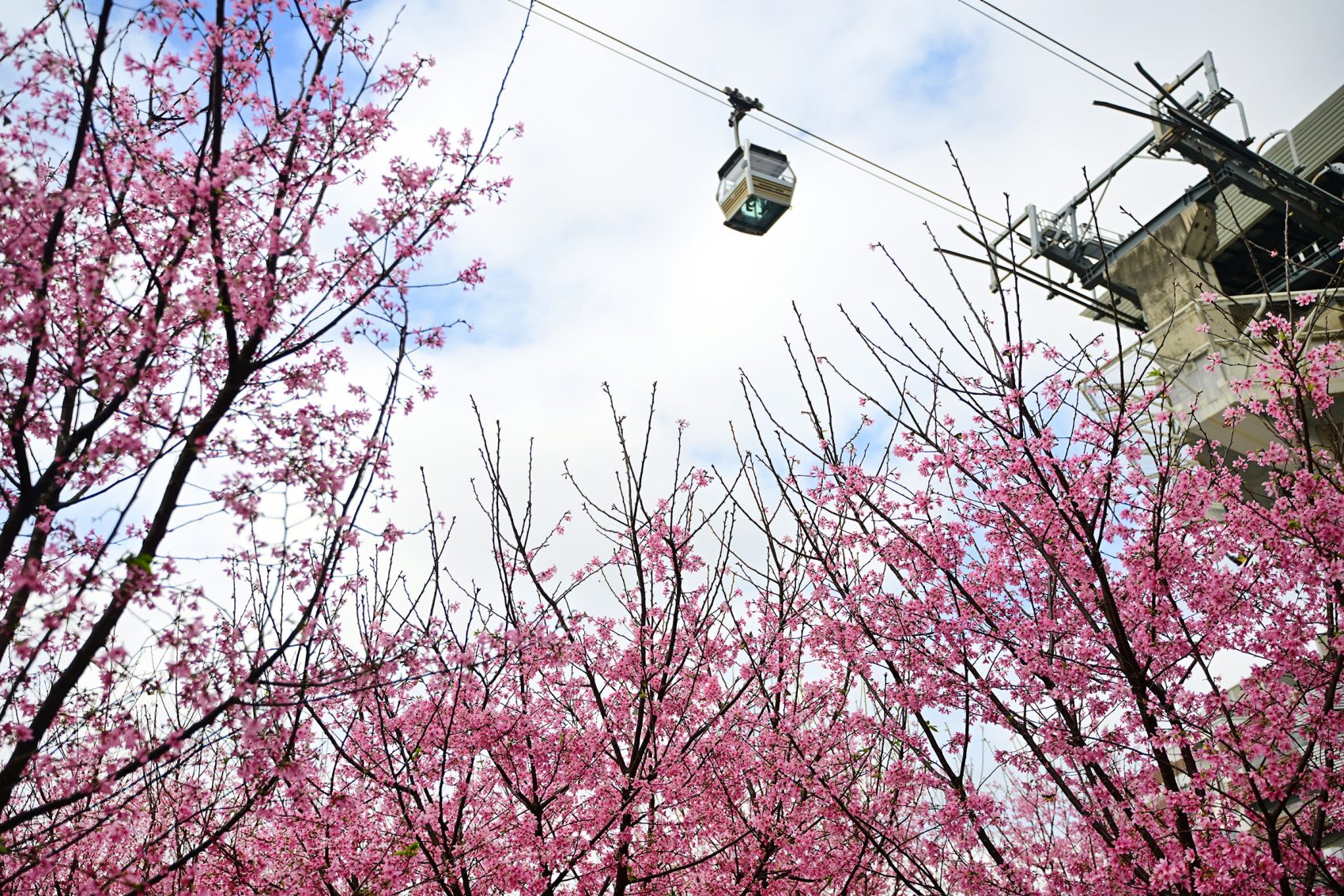 Trees flowering with cherry blossoms reach towards a cable car high up in the sky at HKIA Cherry Blossom Garden in Hong Kong. 