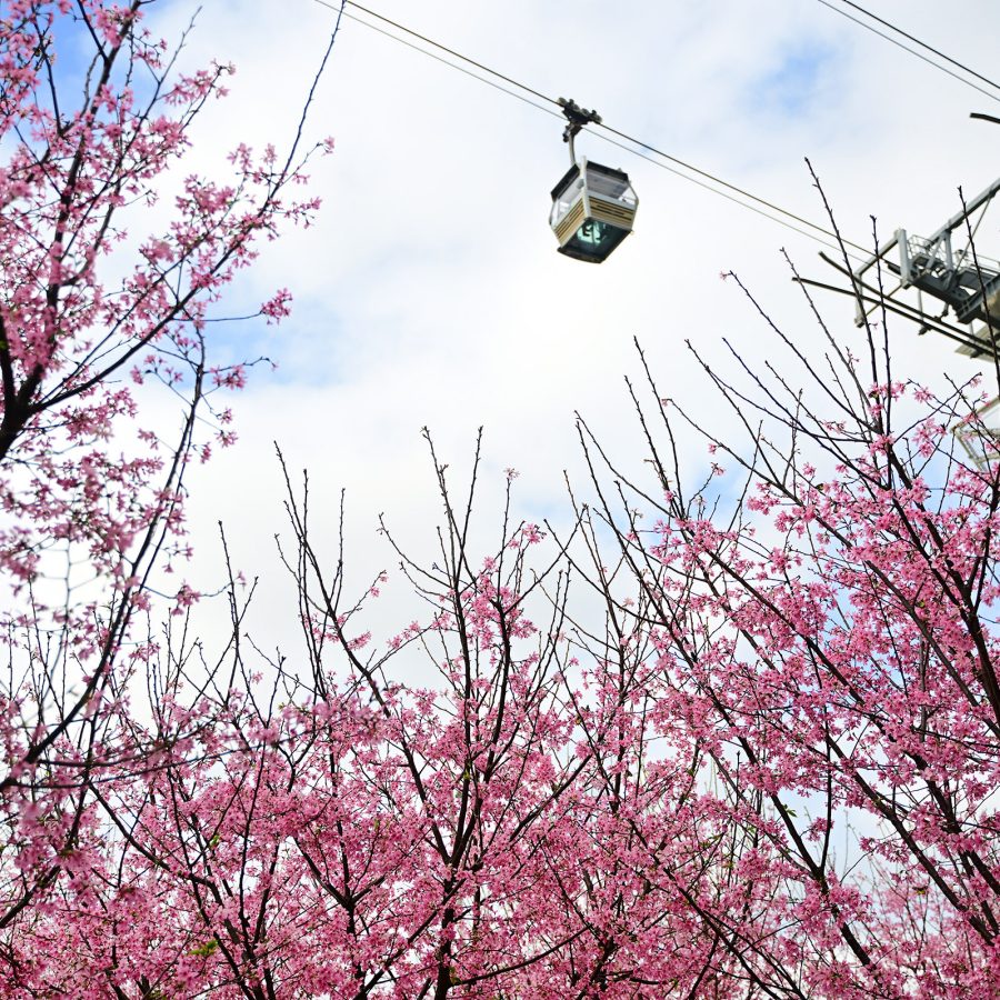 Trees flowering with cherry blossoms reach towards a cable car high up in the sky at HKIA Cherry Blossom Garden in Hong Kong. 