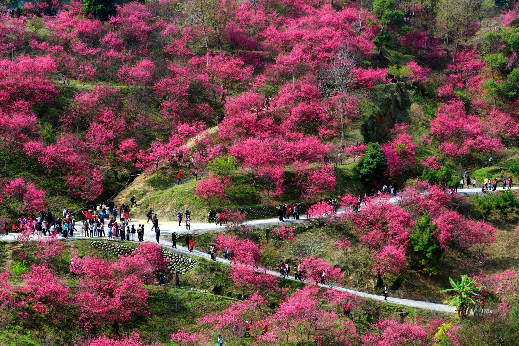 Paths diverge through a grove of deep pink cherry blossoms and other trees on a hillside in Taichung.