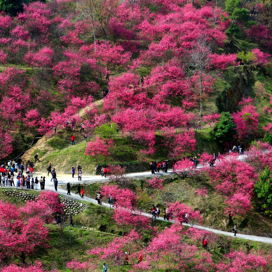 Paths diverge through a grove of deep pink cherry blossoms and other trees on a hillside in Taichung.