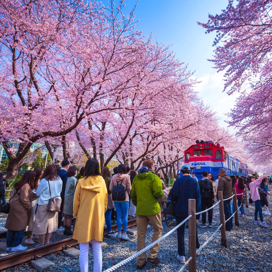 Lineups of people form in front of a train resting unused under the shelter of a long stretch of cherry blossoms in South Korea.  