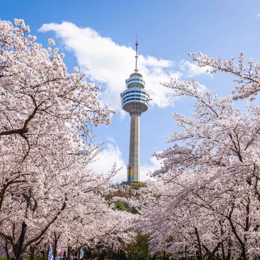 N Seoul Tower, in the distance, seems to pierce through a canopy of cherry blossom trees into a blue sky.