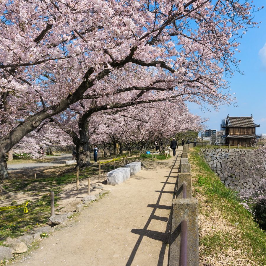 Cherry blossoms, or sakura in Japanese, line an elevated path in Japan, where both older and newer buildings can be seen in the distance. 