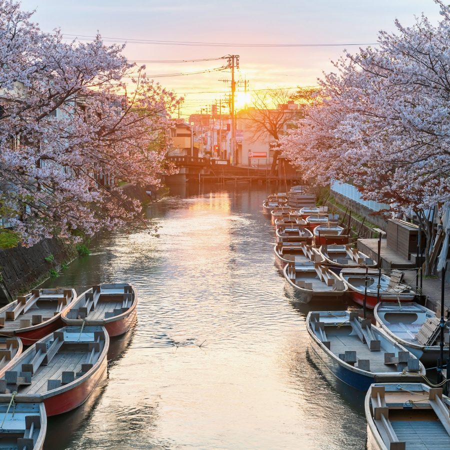 Sakura branches reach over roadsides, extending over a canal full of moored boats in Japan as the sun sets in the horizon. 