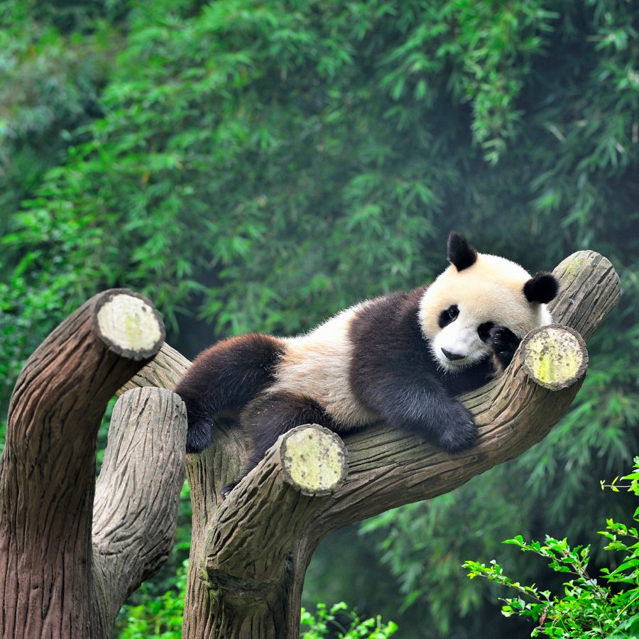 Experience giant pandas up close in Chengdu.