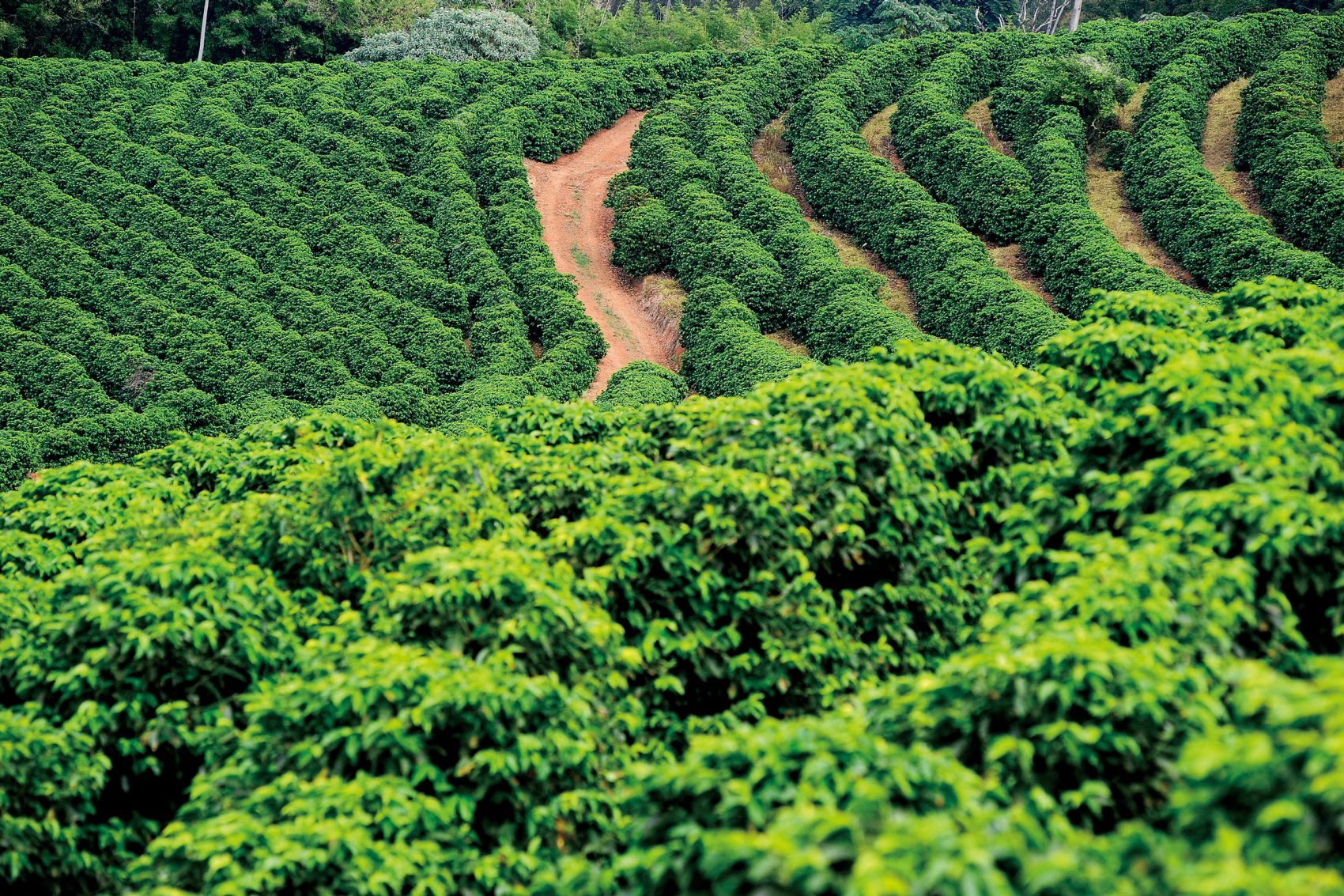 View of a coffee plantation. 