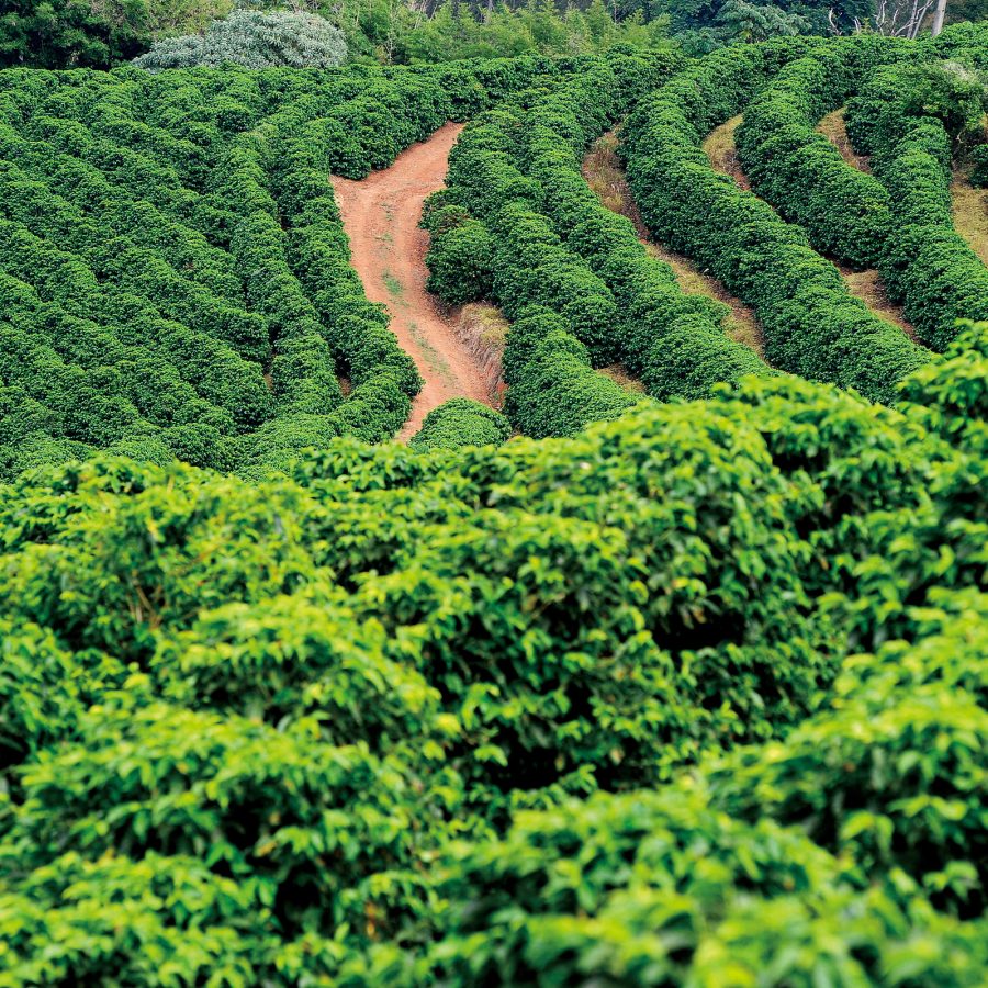 View of a coffee plantation. 
