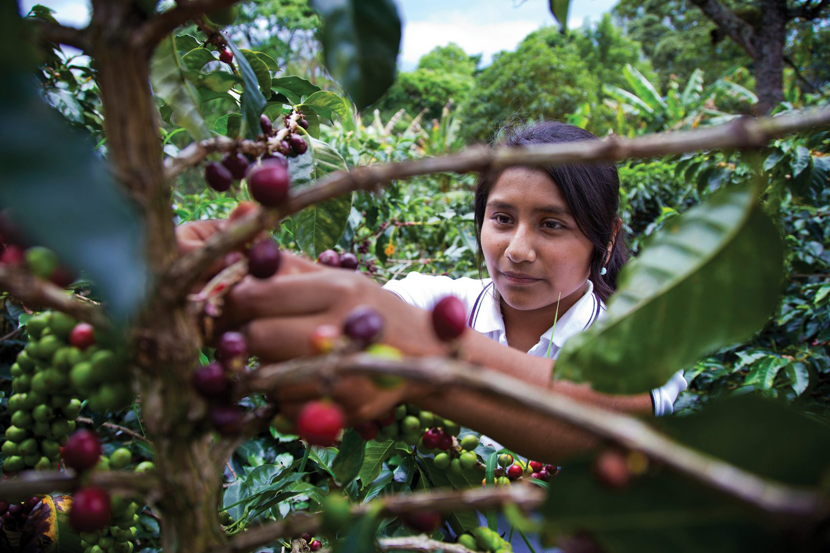 Woman picking coffee beans in a field.