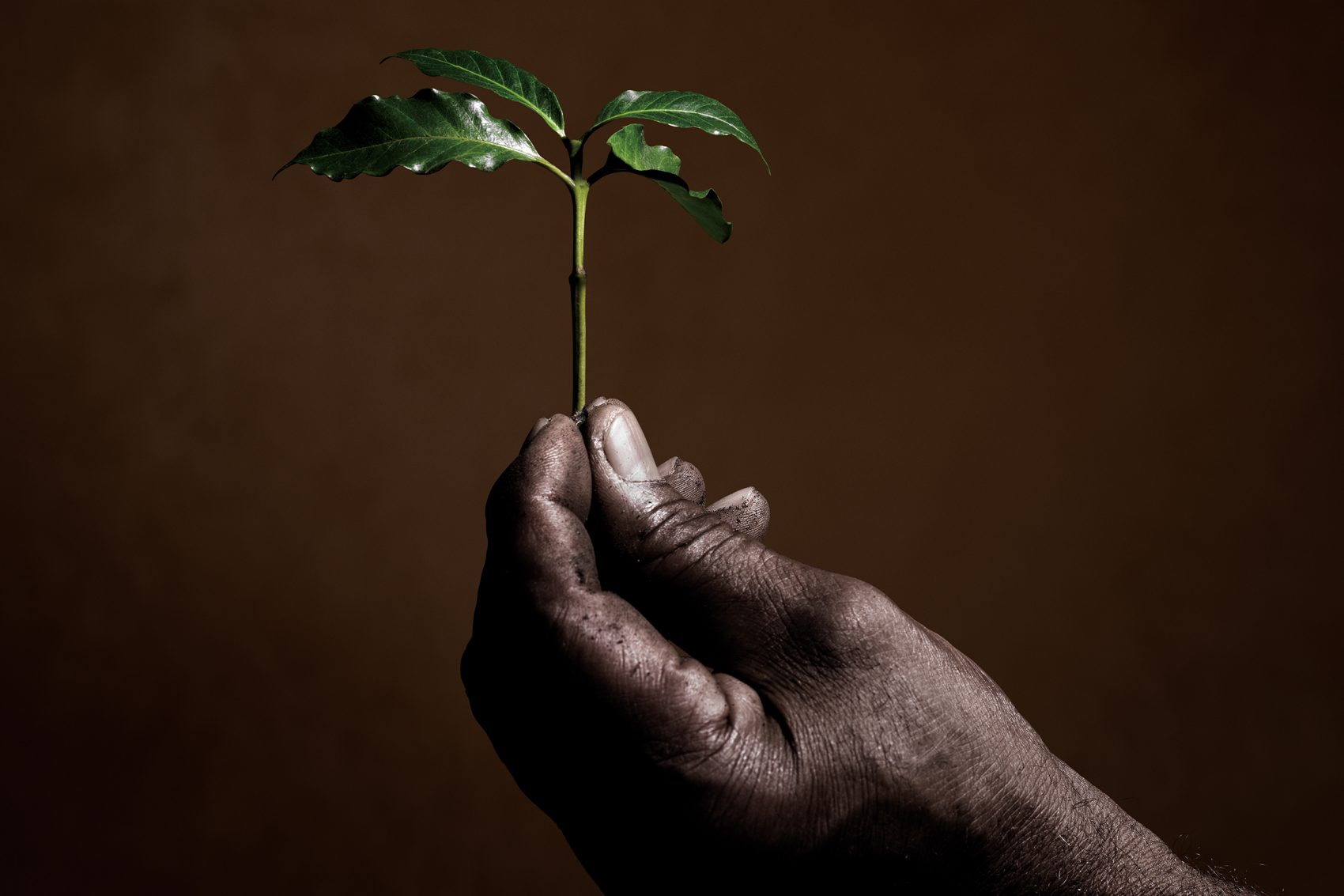 Person holding up the leaves of a coffee plant.