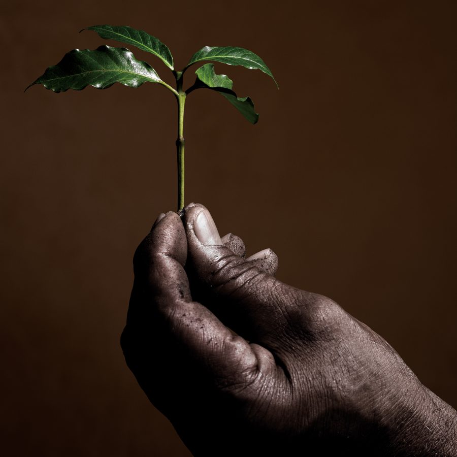 Person holding up the leaves of a coffee plant.