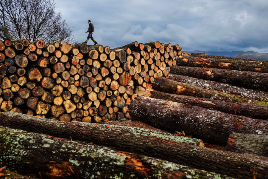 Man walking across the top of a gigantic log wood pile.