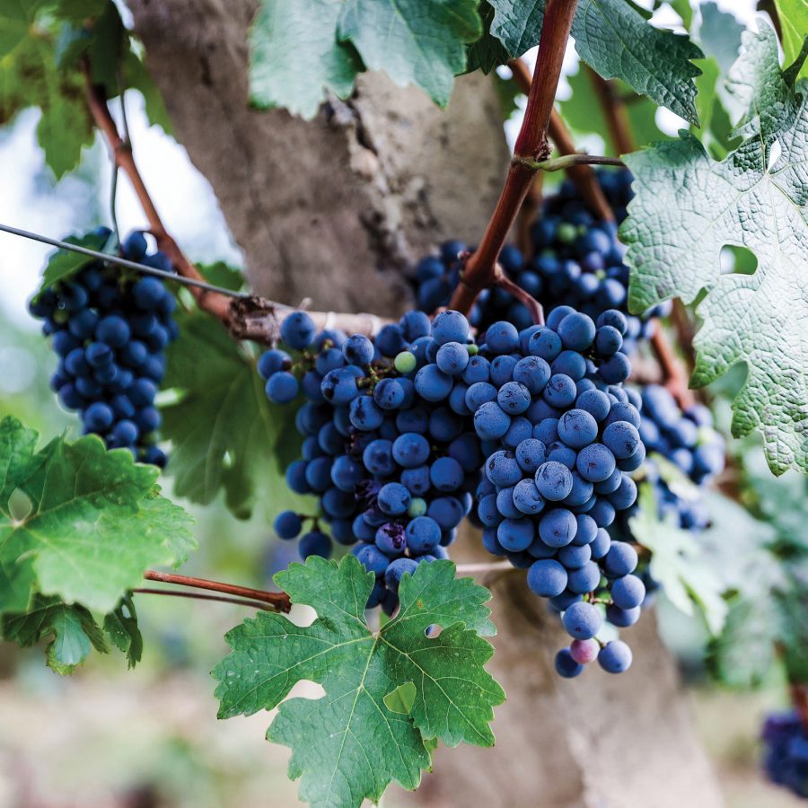 A closeup of vibrant grapes hanging on a vine of a tree on a sunny day.
