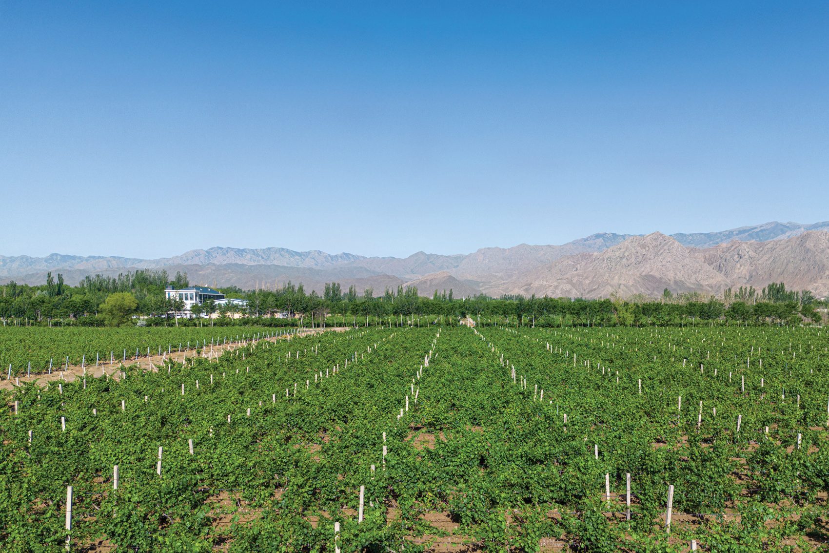 A daytime view of the vineyard at Kanaan Winery in Helan mountains, Ningxia, China. 