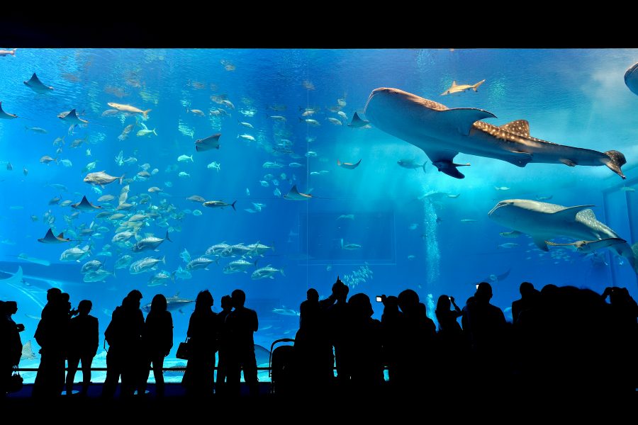 Visitors looking at marine life at Okinawa Churaumi Aquarium in Okinawa.