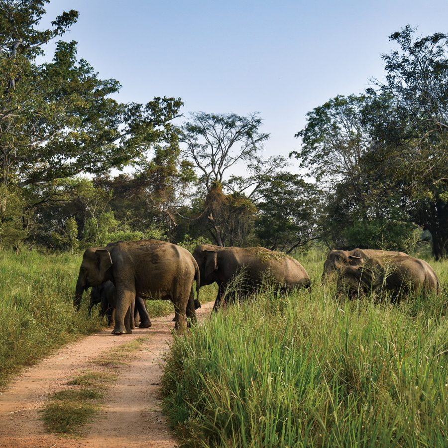 A parade of elephants crossing the road at Wilpattu National Park in North Sri Lanka