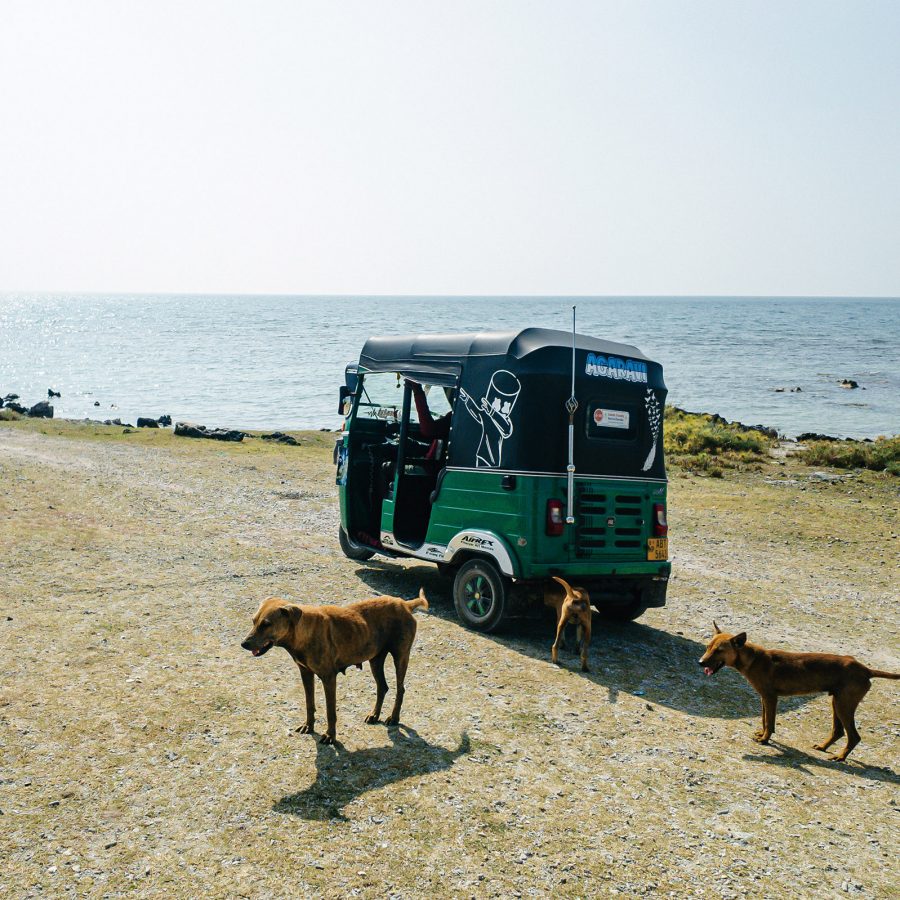 Three dogs stand by a rickshaw taxi on Delft Island with a view of the blue sea and sky in the background