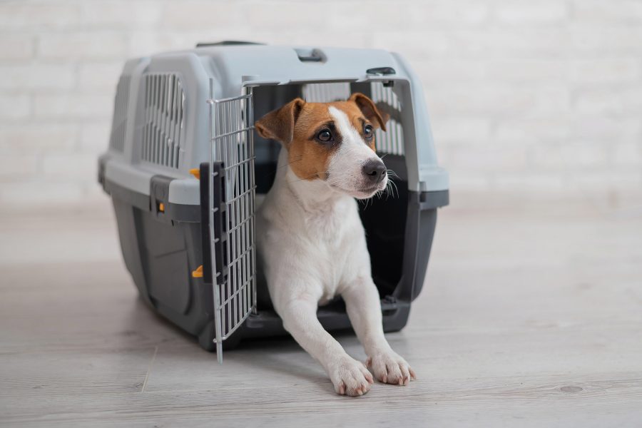 A Jack Russell terrier sitting in a pet crate.