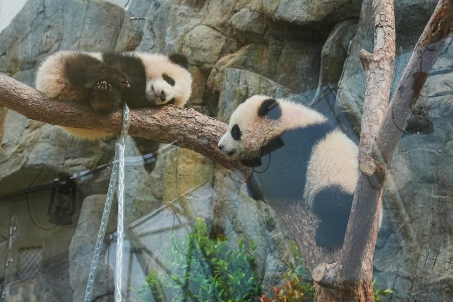 Ocean Park’s twin baby pandas, visible through a glass window, hang onto tree branches.