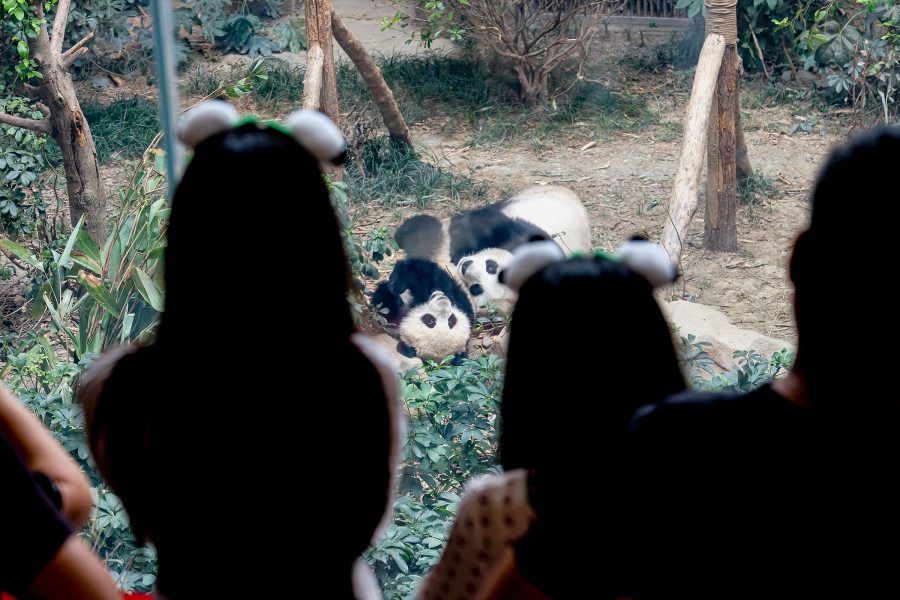 Exterior view of visitors looking at panda bears in an enclosure.