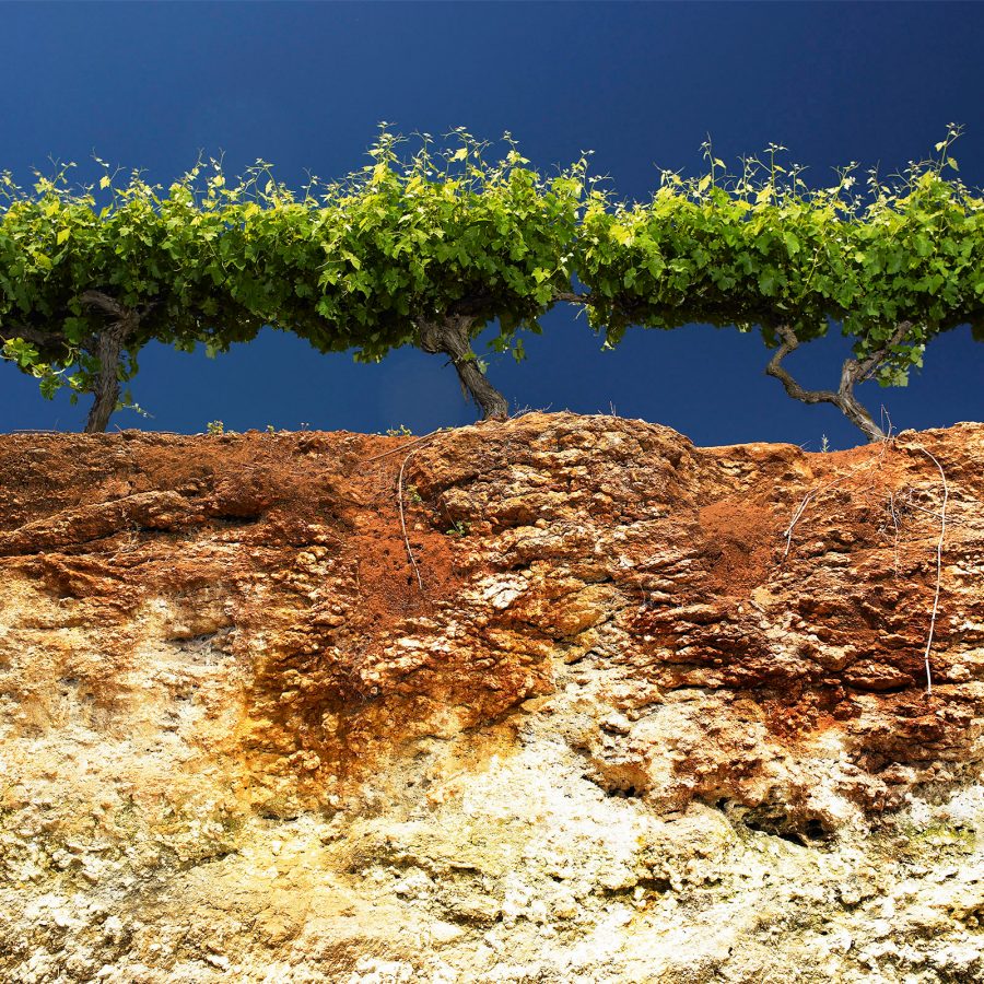 A view of the iconic terra rossa red soil over limestone at Katnook Estate in Coonawarra, South Australia.